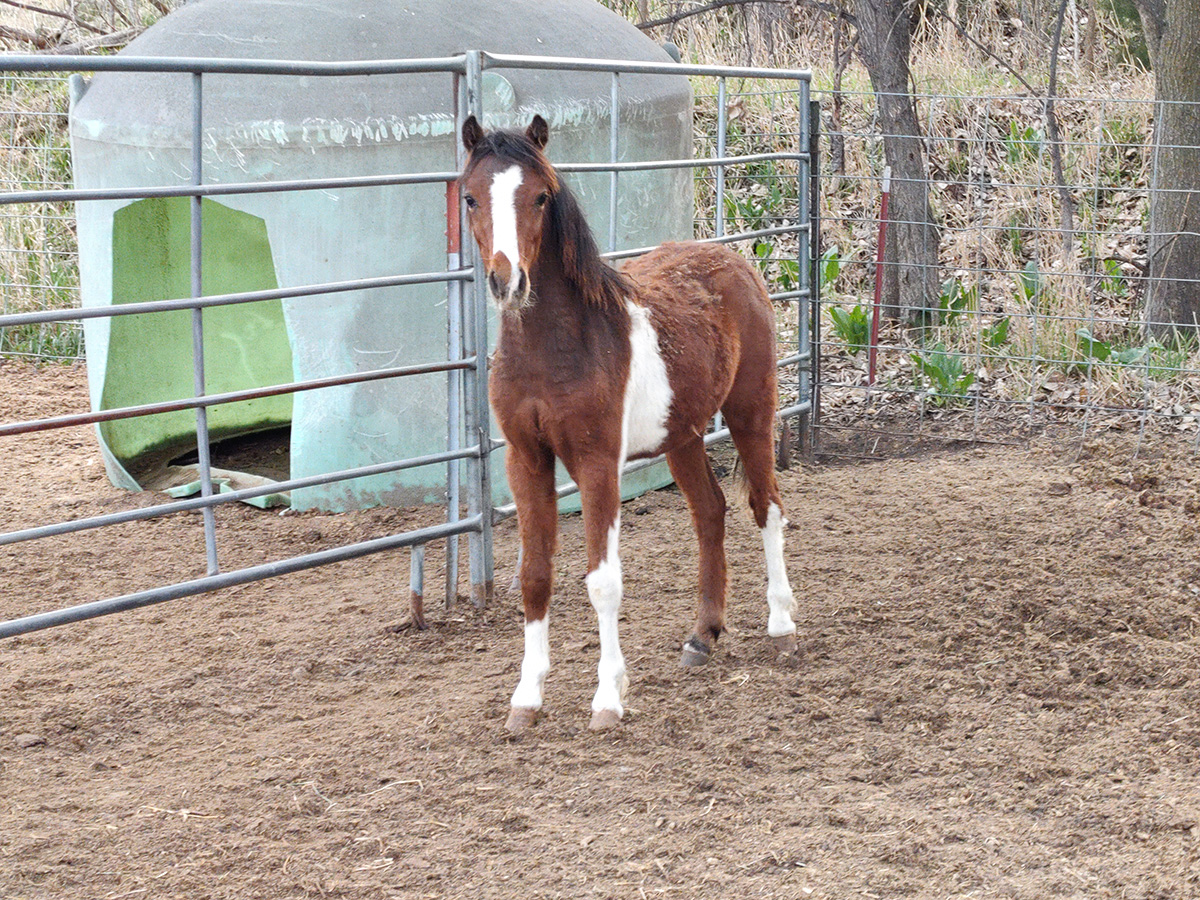 ASPC/AMHR Stallion STS Hot Wire's Circuit Breaker