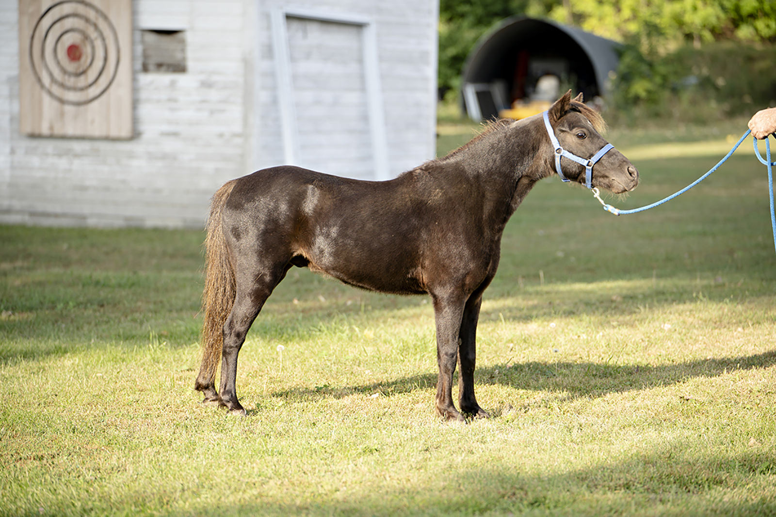 ASPC/AMHR Gelding