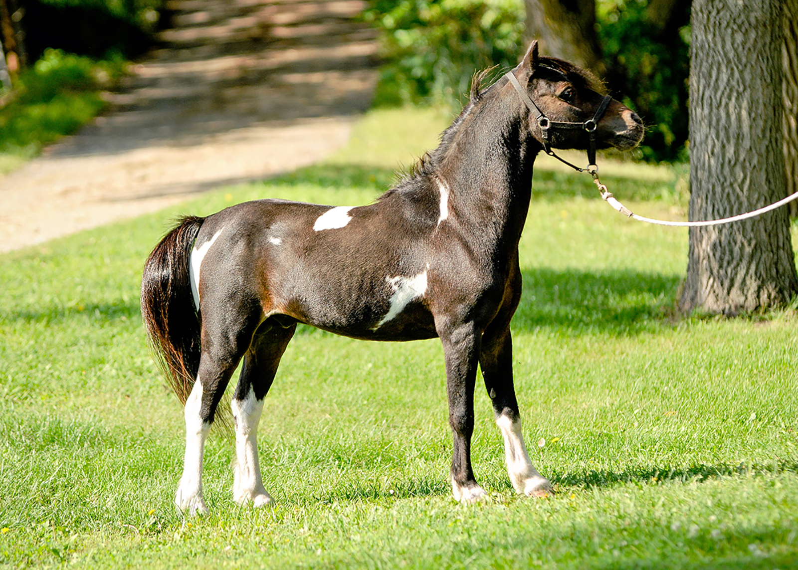 ASPC/AMHR Stallion D&S Tom Collins